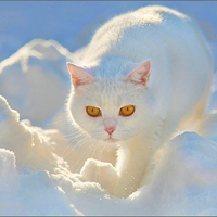 Snow Cat