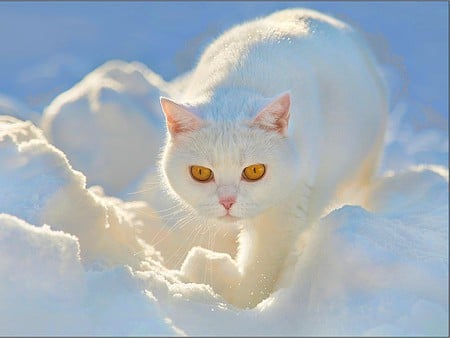 Snow Cat - yellow eyes, white, cat, white cat, snow, winter