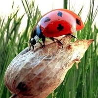 Lady bug suit