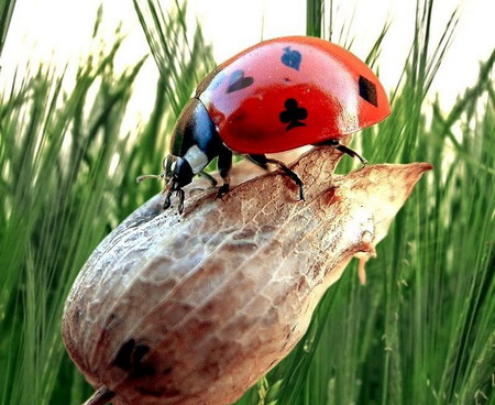 Lady bug suit