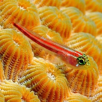 Cool Little Fish
