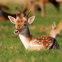 Baby Deer