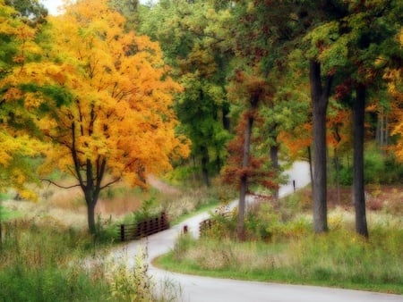 Arboretum Fall - fall, path, arboretum