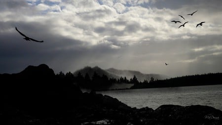 Across the Water - sky, trees, mountains, bay, widescreen, mist, dark, clouds, birds