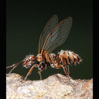 Asian tiger mosquitoes