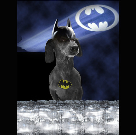 BatDog - batdog, cool, animals, 3d