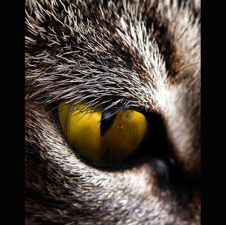 cats-eye - eye, cool, animals, cats