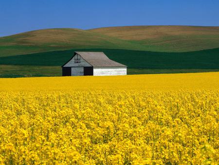 Yellow Field - field, sky, yellow, abstract