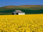 Yellow Field