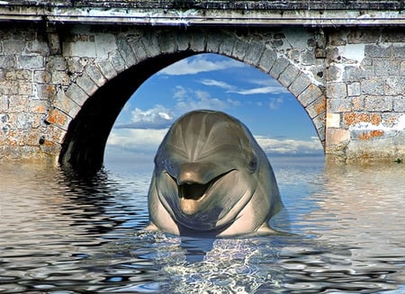 Dolphin - animal, water, dolphin, 3d, cool, bridge