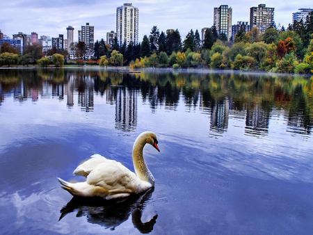 Swan - swan, animal, bird, water, buildings