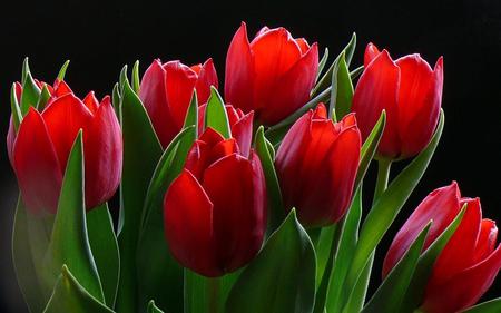 Tulips - flowers, tulips, nature