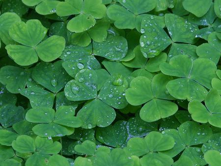 SHAMROCKS GALORE  - shamrocks, lovely, gorgeous, beautiful