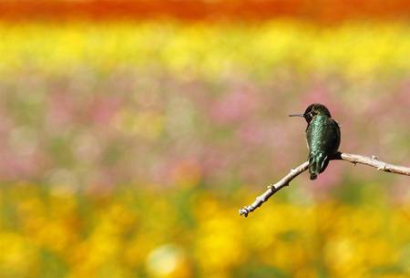 Ho hum - hummingbird, animals, birds