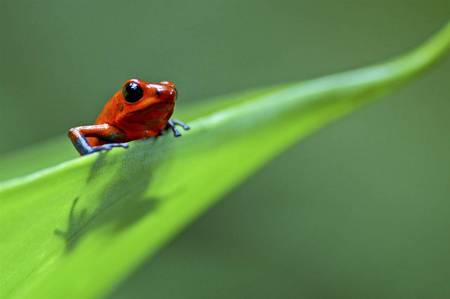 Poison Control - strawberry, poison, frogs, animals, green, arrow