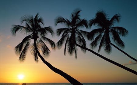 Beautiful Palm Trees - trees, palms, sunrise, sunset, nature, tropical, paradise, sun, sky, palm tree