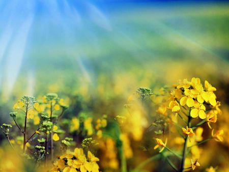 Radiant - radiant, flowers, yellow, beautiful