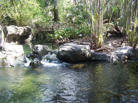 Animal Kingdom Waterfall - nature, waterfalls, paradise