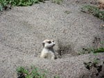 Meercats