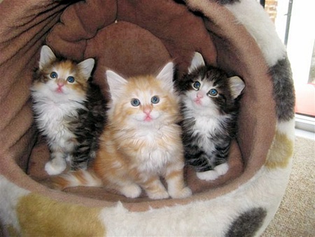 cute little kitties