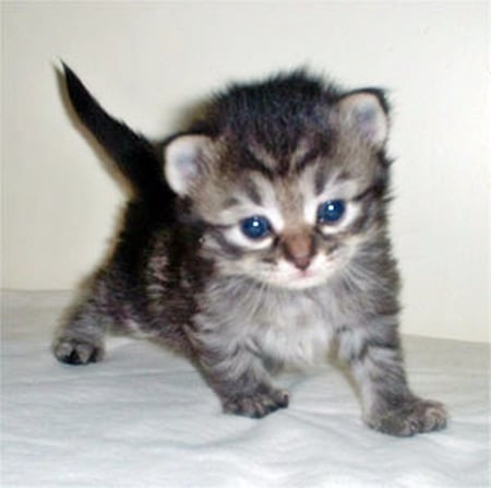 tabby kitten - cats, adorable, cuteness, animals