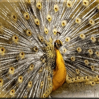 GOLDEN PEACOCK