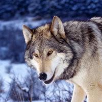 gray wolf in snow