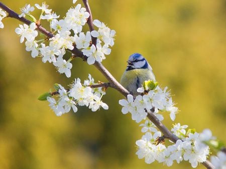 Blue birdy - pretty, cute, bird, flowers, spring, birdy, blue, white, branch, fluffy