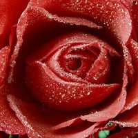 A dewy red rose