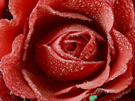 A dewy red rose - dewy, water, romantic, beautiful, drops, flower, petals, petal, red, rose