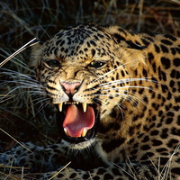 snarling-leopard