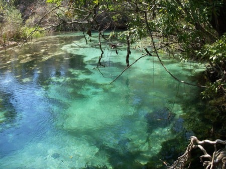 ~Weeki-Wachee River~Hernando County, FLA~ - trees, foilage, water, weeki-wachee, beautiful, photography, spring, crystal clear water, florida, river, nature, cold