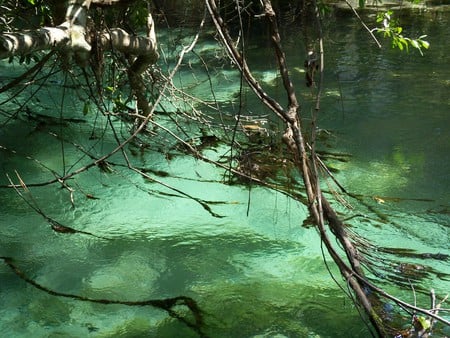 ~Weeki-Wachee River~Hernando County, FLA~ - trees, foilage, water, weeki-wachee, beautiful, photography, spring, crystal clear water, florida, river, nature, cold