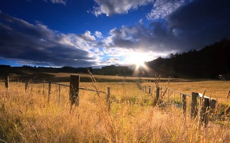 Field of Gold,Hunua, Auckland, New Zealand - fields, nature, auckland, new zealand, hunua, grass