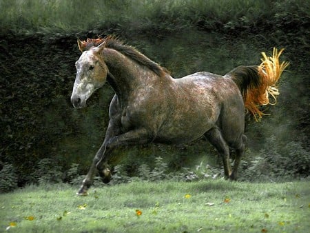 Beautiful Horse - picture, horse, cool, beautiful