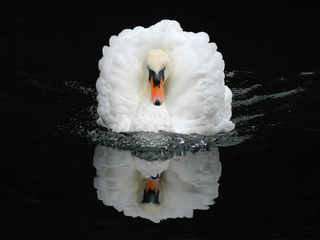 White Swan - white, picture, swan, cool