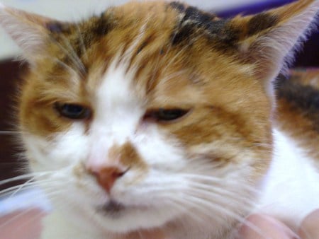 close up on cats face - coat, fuzzy, fluffy, beautiful