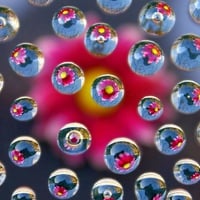 Flowers in Bubbles