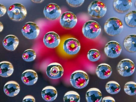 Flowers in Bubbles - flowers in bubbles, cool, photography