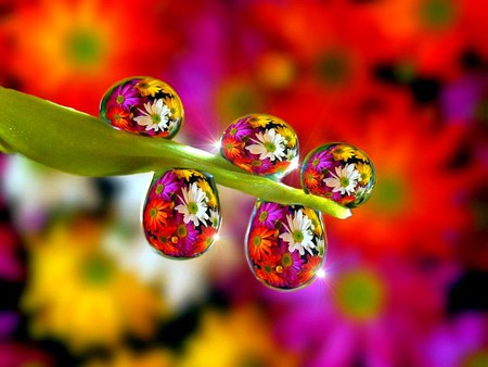 Flowers In Water - flowers in water, cool, photography