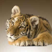 Tiger_cub