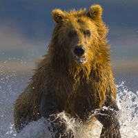 Wet bear