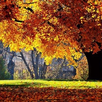 Autum Oak Tree