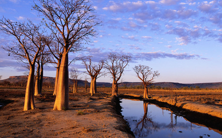 Still Image - trees, nature