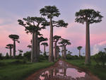 Baobabs