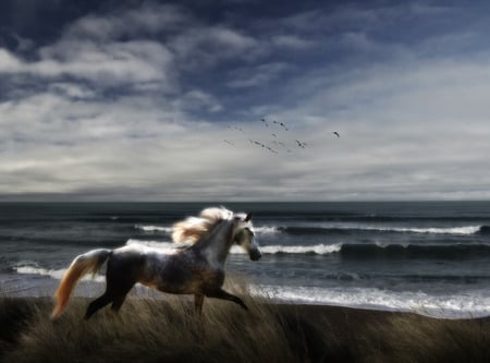 At the beach - clouds, wind, animal, beach, sly, waves, sand, horse