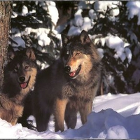 Wolf pictures wallpapers