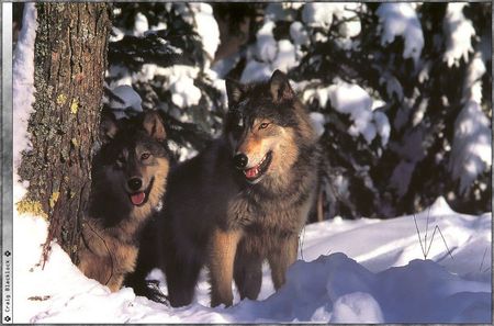 Wolf pictures wallpapers - snow, wallpapers, pictures, wolf