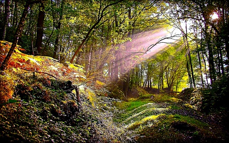 Heavenly Light - sunlight, trees, ray, nature, forest, mountain