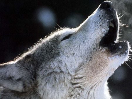 Wolf pictures wallpapers - wolf, pictures, wallpapers